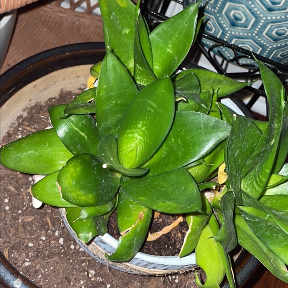 Plants and pots